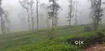 5. ACER TEA ESTATE FIR SALE IN COLDY AREA TOURISM DEMAND AREA @WAYANAD