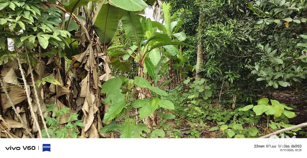 20 CENTS PRIME RESIDENCIAL PLOT FOR SALE NEAR VENJAVODE SREEKARYAM