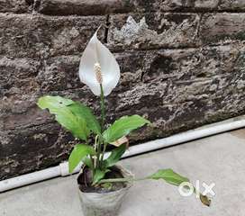 Indoor plants