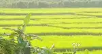 3Acre paddy field for lease for 3years