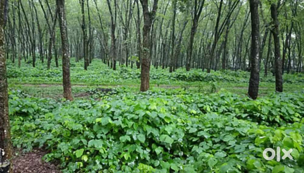 50 cent of Rubber tree & land for sale at melpuram