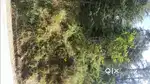 Land 3 biswa for sale