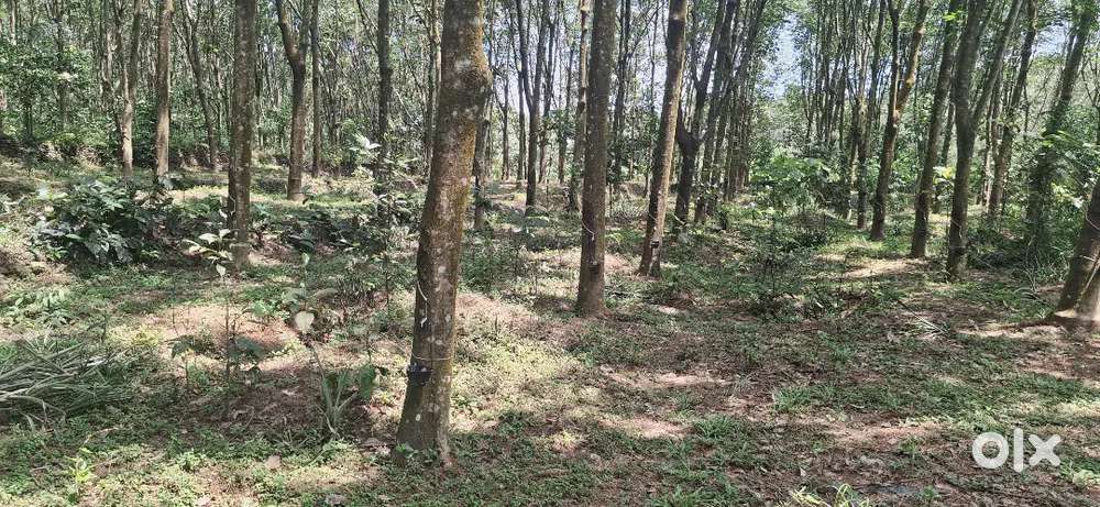 140 CENT RUBBER THOTTAM NEAR AIRAPURAM