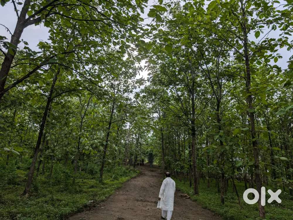 25 एकर सागवान चे रोड टच शेत विकायचे आहे.