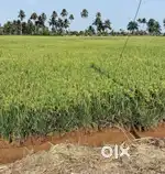 6.25 acre farming land in D-Block  പുതനാറായിരം കായൽ