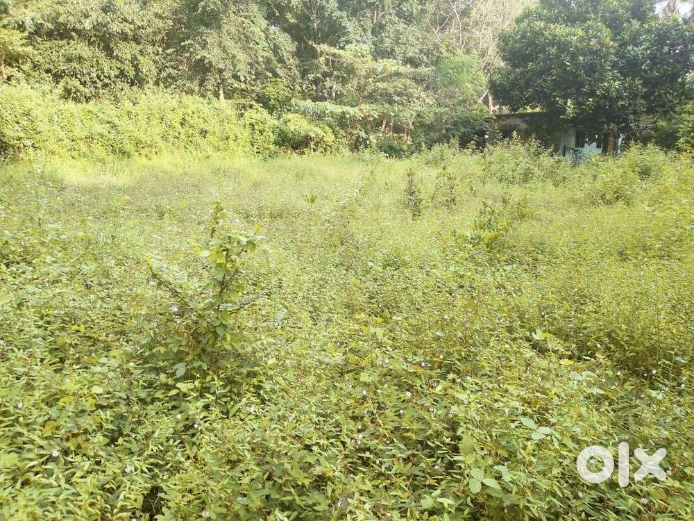 23 Cent Land for Sale in Dhoni, Palakkad – Just ₹80,000 per Cent