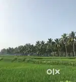 Agriculture land / agricultural land