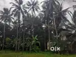 14 cents near Varadiam Ayyappankavu
