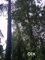 ആഞ്ഞിലി മരം