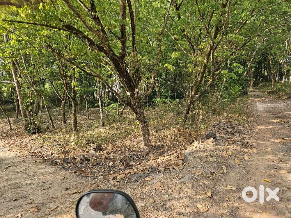 Arayankavu  junction  market road 650 meeter panjayathu Road side