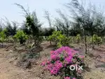 Addanki సమీపంలో Farm Lands – హైబ్రిడ్ జామున్, శాండల్వుడ్ మరియు మహోగనీ