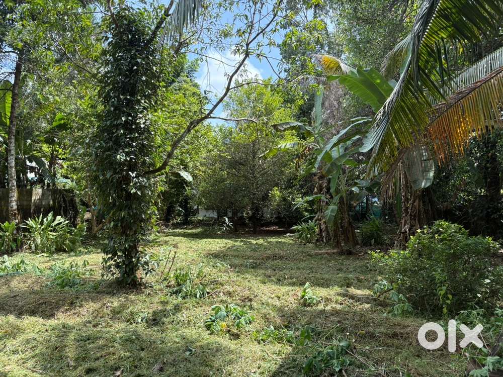 14 cent plot , Location : Kurupaneyam