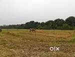 In chaklua 2490 sqfit plot available