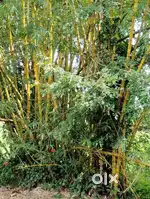 Bamboo Yellow