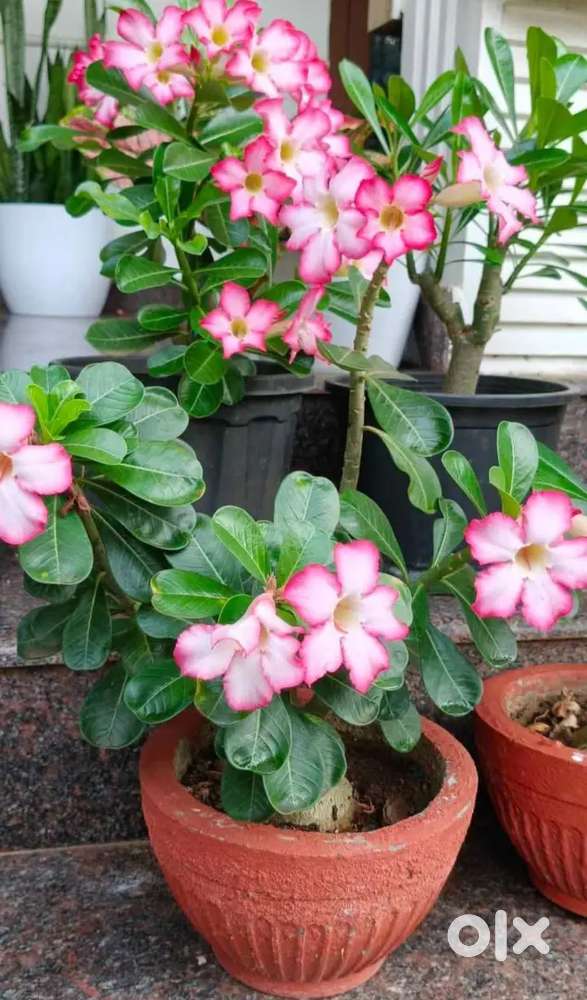 Adenium plants