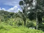 1 ACRE LAND WITH OLD HOUSE FOR SALE IN KANIYARAM, MANANTHAVADY.