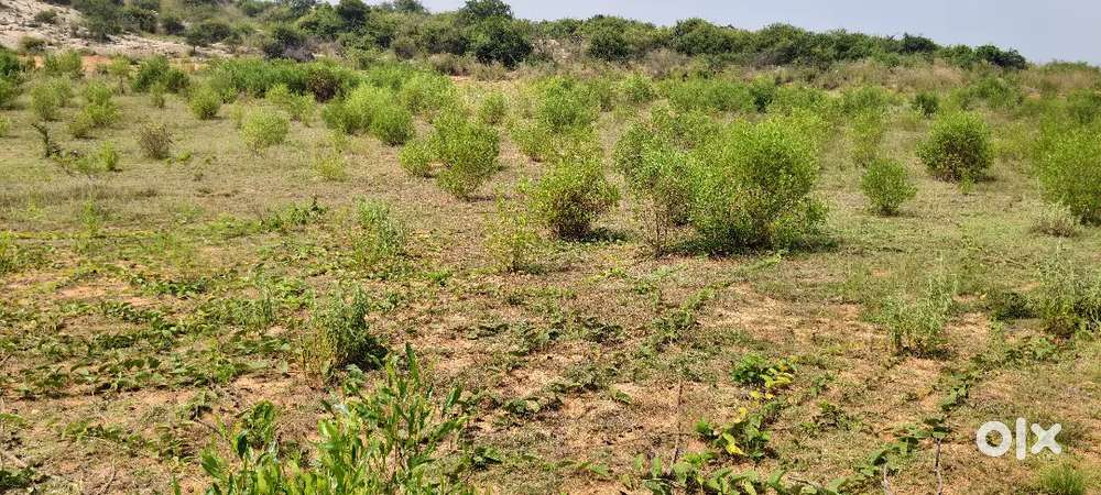 3 acer agriculture land pure red soil in vayalpad mandal