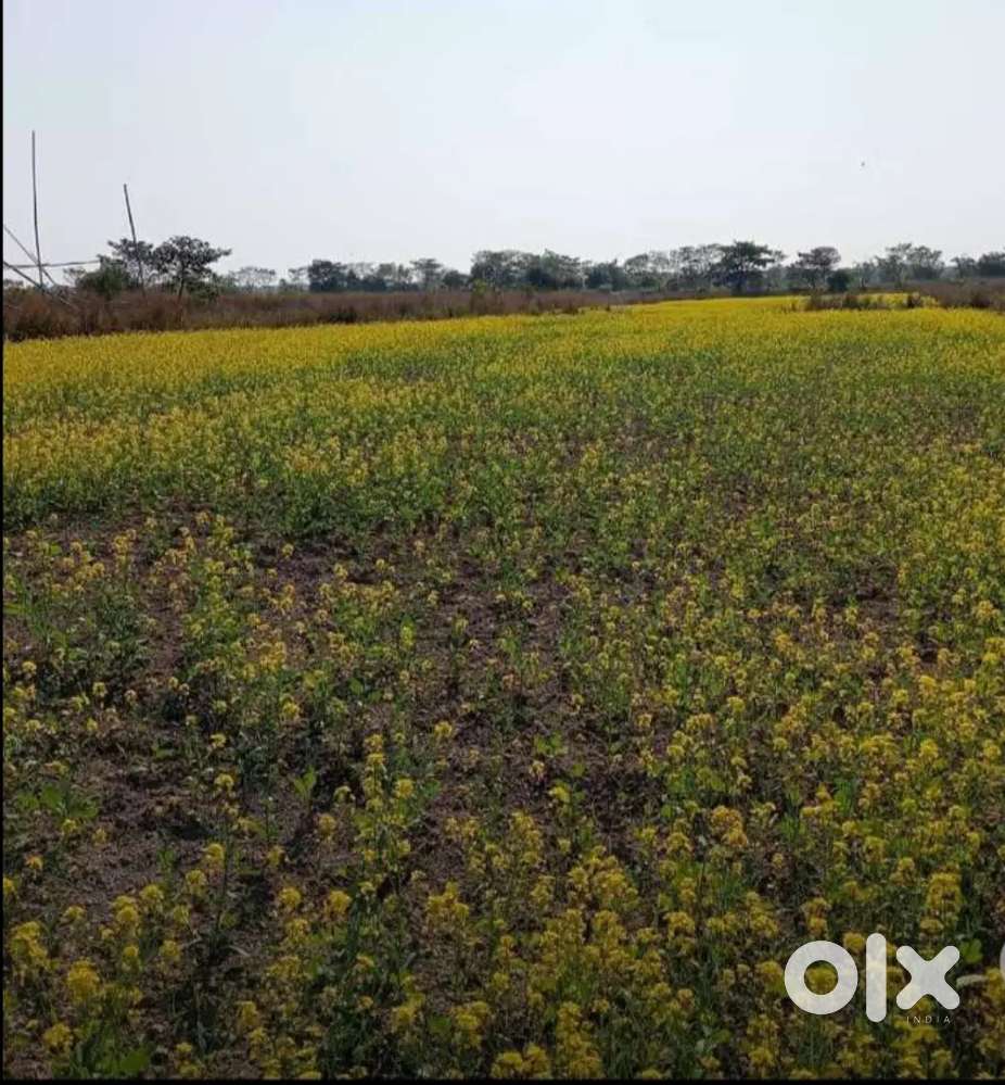 Farmhouse near Sarthebari