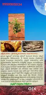 RED SANDAL AND MANGO TREES DTCP RERA APROVED LAYOUT WARANGAL HIGHWAY