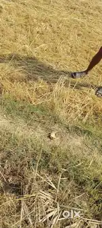 Agriculture