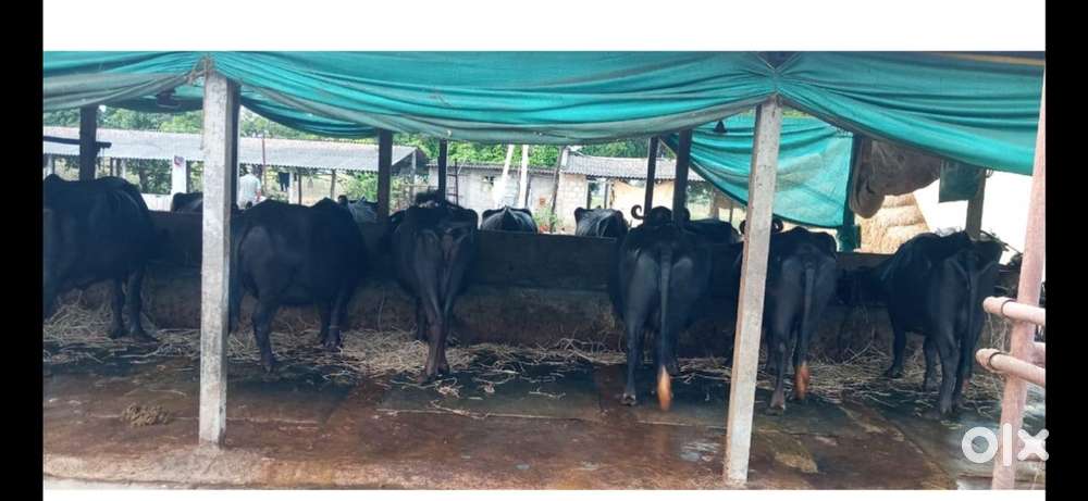 Dairy farm for sale in bhupalapally(Peddapur)