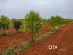 Framing Plot for saleRs-187 per.sqft 1600 sqft each plot @3Lakhs only