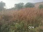 भोपाल एयरपोर्ट रोड ग्राम झिरनिया पर जमीन सेल करना है