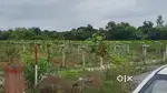 ऐसे कृषि वाले जमीन लेकर यहां पर ड्रैगन फूड का खेती कर सकते हैं