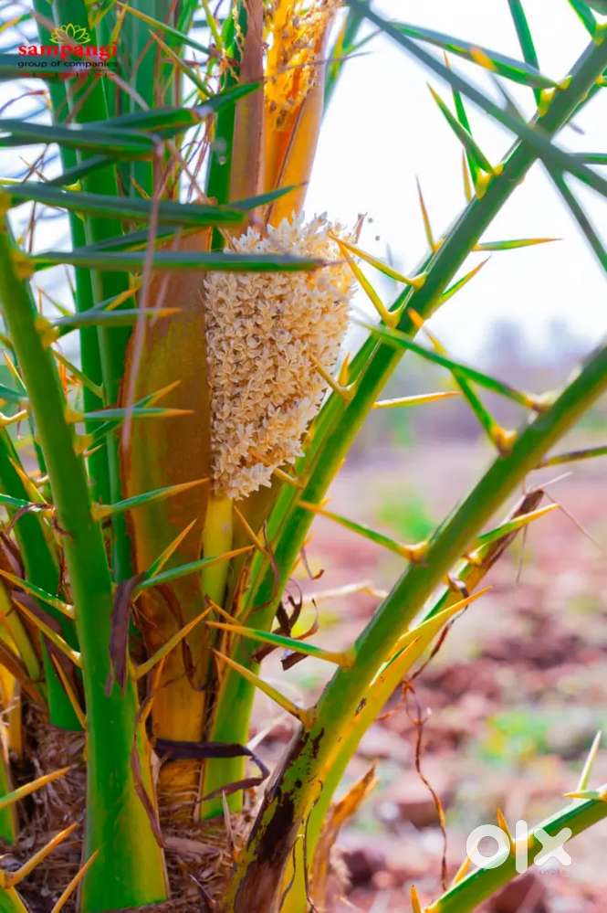 Excellent investment in telengana