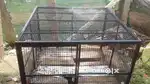 A animals cage iron box with door