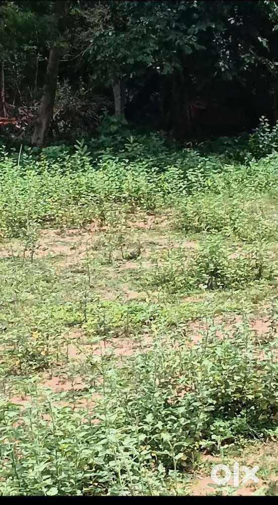 Chatrapatti,Natham highway