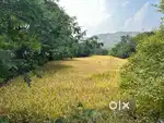 Urgent Open land for rent in Panvel
