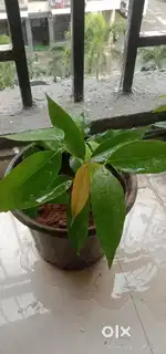 Lichi Plant
