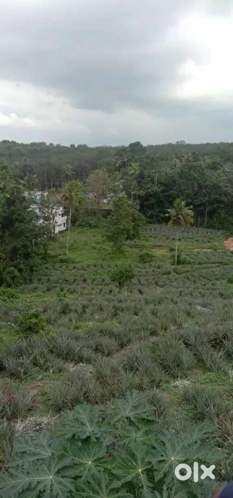 2  LARGE LANDS  FOR IMMEDIATE SALE OR EXCHANGE,   IN   KOTTAYAM DIST.
