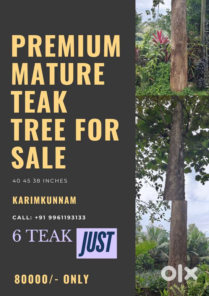 Teak for sale - Negotiable price - 40,45 inch