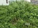 1.9 bigha for sale in Rto road