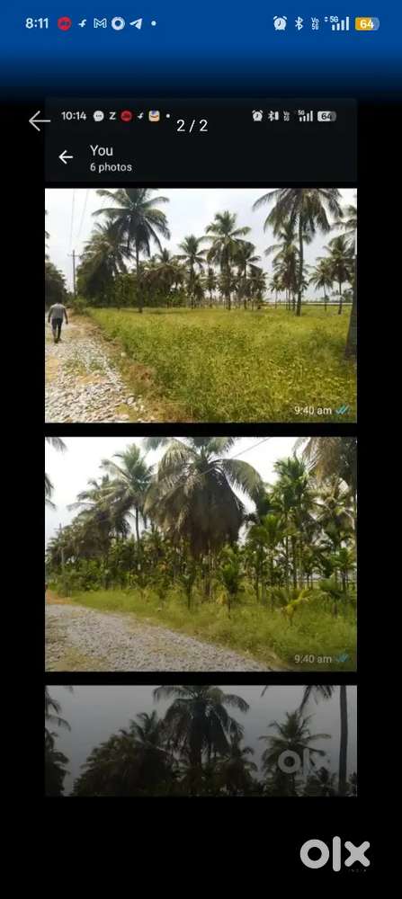 2 acre Farm land with 500 adike and 50 tengu with farmhouse