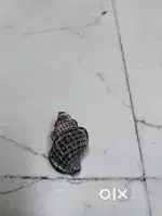 Special rare sea item