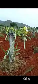 Darsi Dragen fruits and srigandan plantation farm land for sale