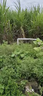 Agriculture land