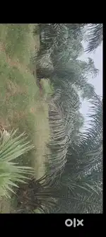 Palm oil land for sale