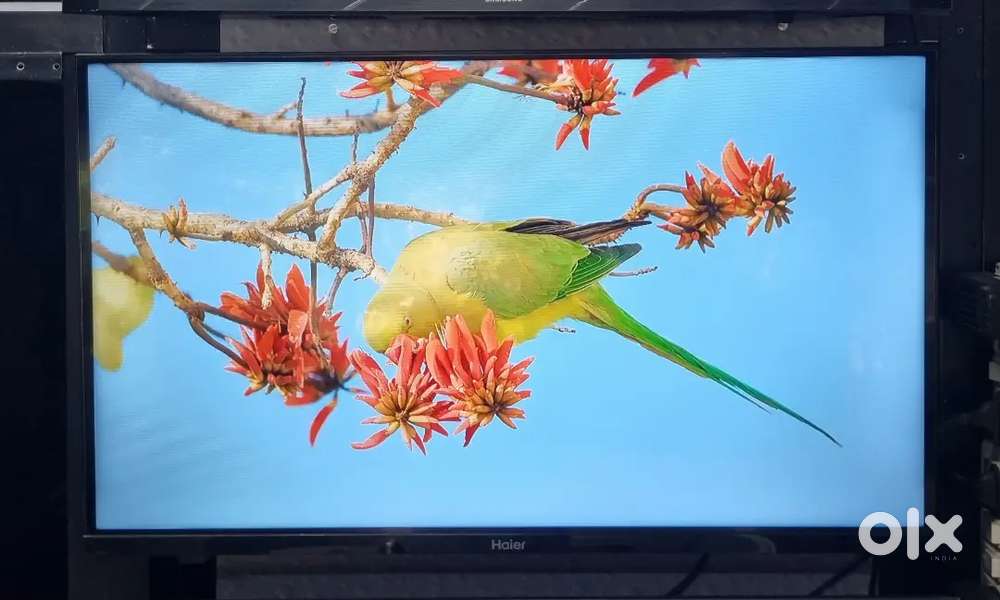 HAIER 32 FRAMELESS ANDROID TV