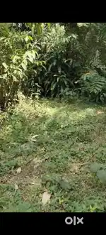 15 സെൻ്റ് സ്ഥലം വിൽപനക്ക്.