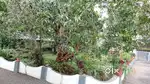10 cent plot for sale in poothrikka