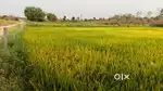 Full water Facility,3 Bores,Red Soil,7.20 Acres Agriculture land sale