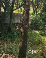 Furniture wood