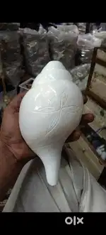 Original Loud Blowing Shankh for Puja.