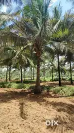 Pollachi to aliyar dam road nearly