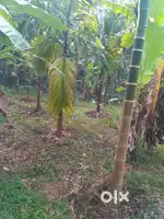 54 cent with old house sale at Moodbidre near Nellikara Village