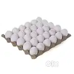 Poultry Shop me  Murgi Cutting And Eggs Sale Ke Liye Ladke Chaiye